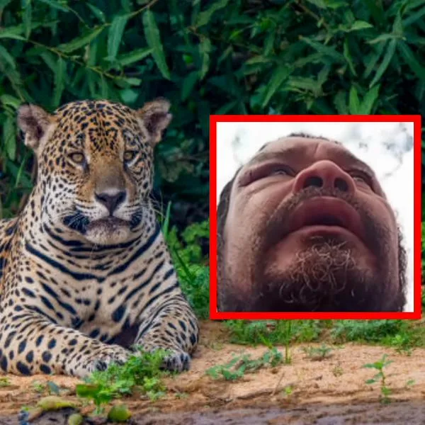 Hombre murió por defender a sus perros de ataque de un jaguar en Brasil 