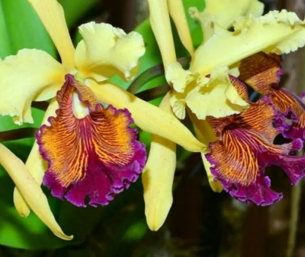 33 orquídeas únicas están a punto de desaparecer: Antioquia no se rinde.