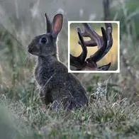 Fotos de conejo y cuernos, en nota de  por qué hay conejos con cuernos y tentáculos en Estados Unidos, atención a virus