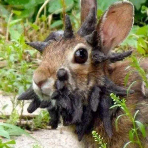 Alerta en EE. UU. por virus que provoca ‘cuernos’ en conejos salvajes