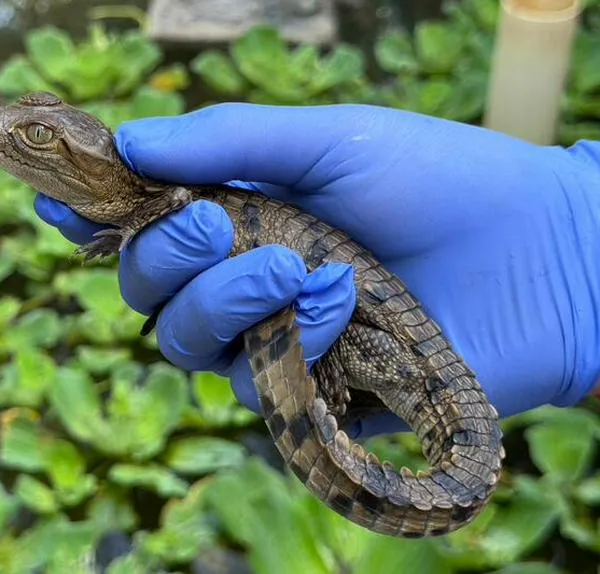 Nacen 22 caimanes agujas en el Centro de Rehabilitación de Fauna de Cerrejón
