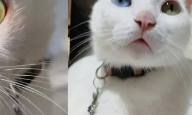 Joven barranquillera denuncia a su exnovio por el robo de su gata 