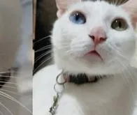 Joven barranquillera denuncia a su exnovio por el robo de su gata 