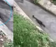 Vecinos grabaron a una nutria nadando en un canal en la comuna 9 de Ibagué
