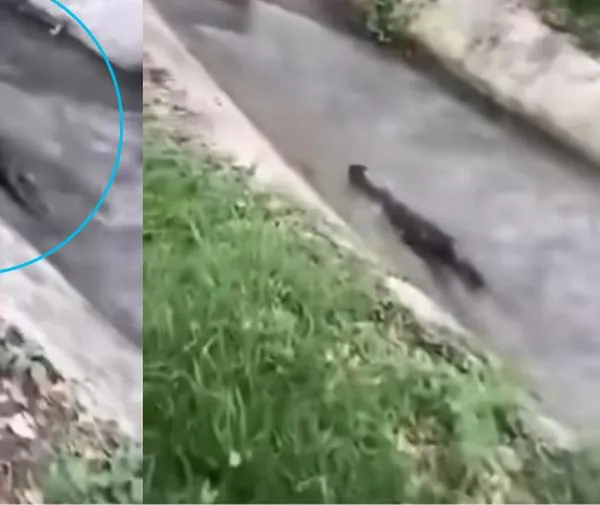 Vecinos grabaron a una nutria nadando en un canal en la comuna 9 de Ibagué