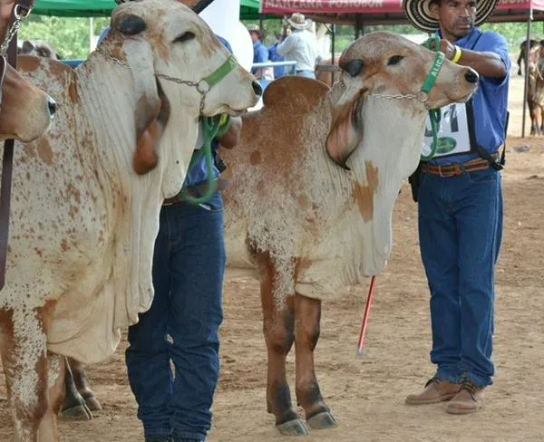 Feria Ganadera en Valledupar 2025: programación para el sábado 16 y domingo 17 de agosto 