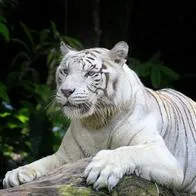 Tigre de bengala en nota sobre que murió la tigresa del zoológico de Cali
