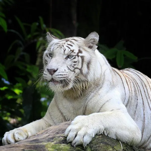 Tigre de bengala en nota sobre que murió la tigresa del zoológico de Cali