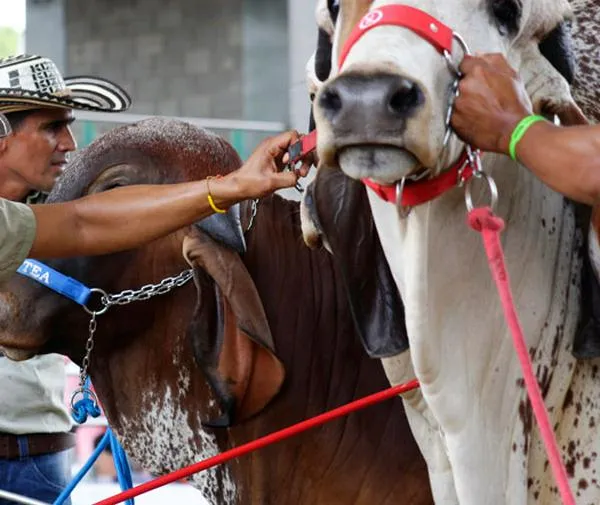 Exitosa 44 versión de la Feria Ganadera de Valledupar 2025