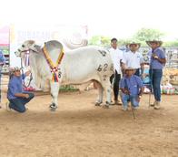 Estos son los ganadores  bovinos y equinos de la versión 44 de la Feria Ganadera y Agroindustrial de Valledupar