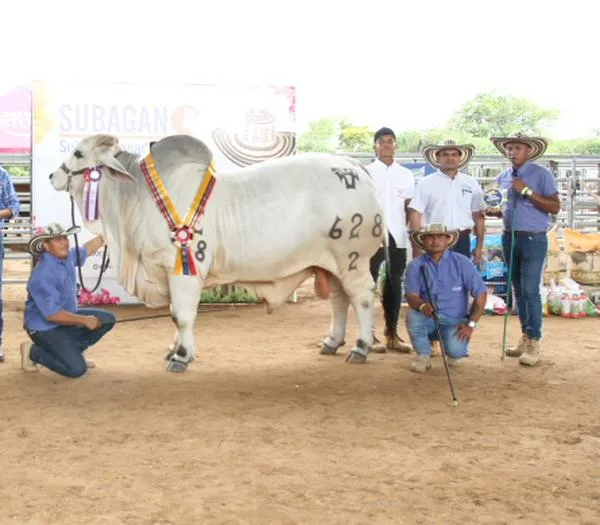 Estos son los ganadores  bovinos y equinos de la versión 44 de la Feria Ganadera y Agroindustrial de Valledupar