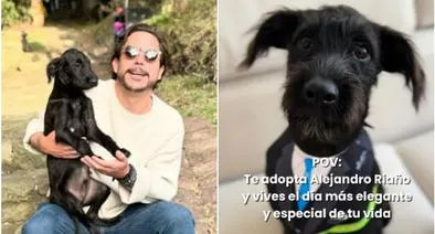 Perro usado como carnada para tiburones y fue adoptado por Alejandro Riaño