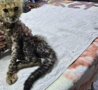 Rescatan del tráfico de animales a 10 crías de guepardo: sufrían desnutrición y no podían caminar