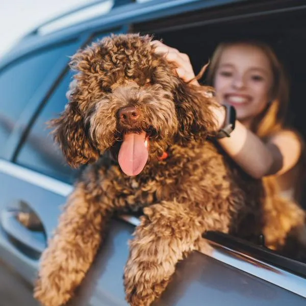 Carro para dueños de perros y gatos: así funciona el Modo Mascota en Zeekr