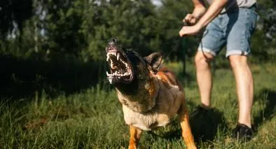 Foto de perro, en nota de cómo sacar seguros para mascotas en Colombia por accidentes de animales y dueños