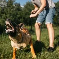Foto de perro, en nota de cómo sacar seguros para mascotas en Colombia por accidentes de animales y dueños