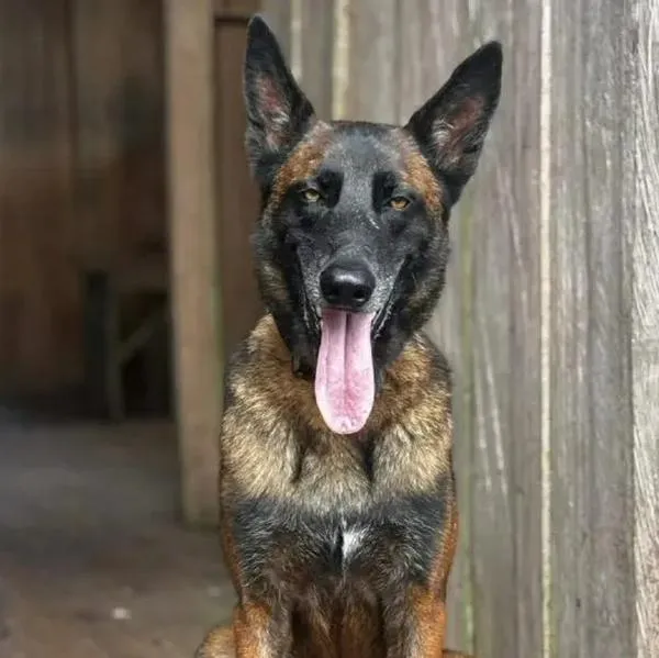 Estos son los dos perros que murieron en el atentado a un helicóptero de la Policía en Amalfi, Antioquia