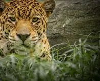 Dos jaguares rescatados: de sufrir el tráfico ilegal a unirse a la familia del Bioparque Ukumarí de Pereira