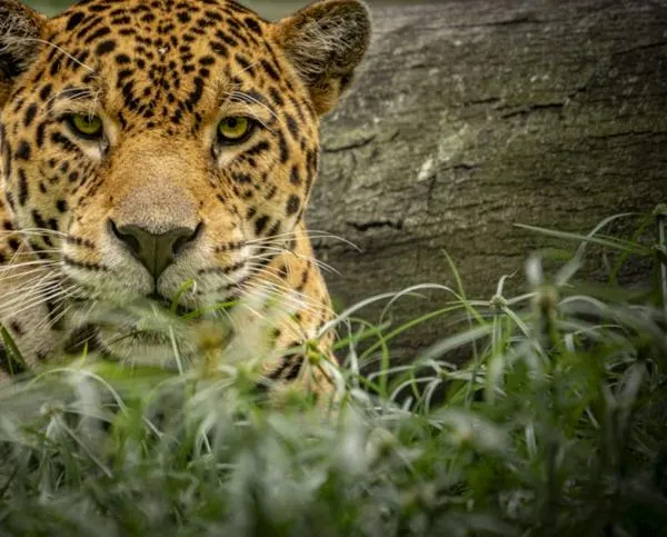 Dos jaguares rescatados: de sufrir el tráfico ilegal a unirse a la familia del Bioparque Ukumarí de Pereira