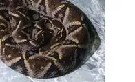 Caldas: serpiente mapaná, conocida por ataque mortal, mordió a una mujer; ella sobrevivió y cuenta su historia
