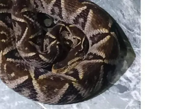 Caldas: serpiente mapaná, conocida por ataque mortal, mordió a una mujer; ella sobrevivió y cuenta su historia