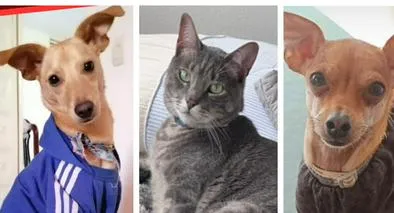 ¿Se perdió tu mascota? Así puedes reportarla en ‘Perros y gatos buscan su hogar’ 