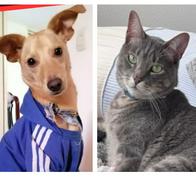 ¿Se perdió tu mascota? Así puedes reportarla en ‘Perros y gatos buscan su hogar’ 