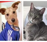 ¿Se perdió tu mascota? Así puedes reportarla en ‘Perros y gatos buscan su hogar’ 