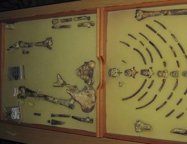 Lucy, la “tía” de la humanidad, expuesta excepcionalmente en Praga