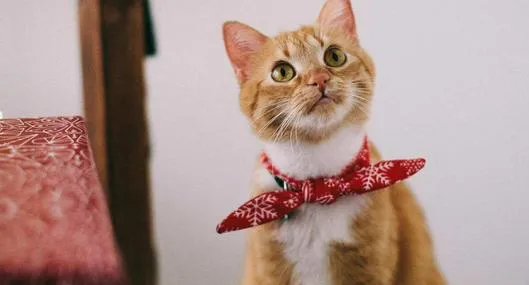 Arrendatarios con gatos en conjuntos podrían recibir multa de casi $ 200.000 