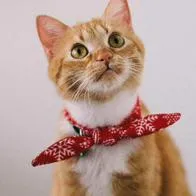 Arrendatarios con gatos en conjuntos podrían recibir multa de casi $ 200.000 