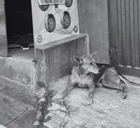 Indignación en Pereira por hombre que mató a disparos a un perro porque estaba ladrando 