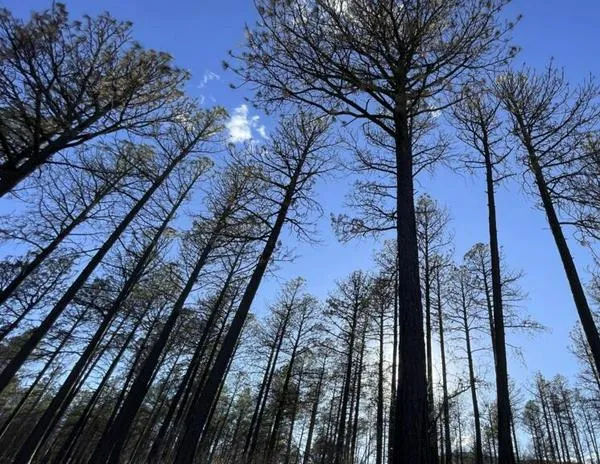 ¿Cómo vuelven a crecer los bosques tras ser destruidos por las llamas?