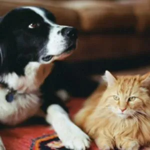 imagen nota inferior