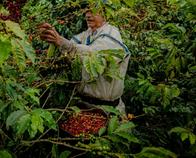 Eje Cafetero: esta es la riqueza verde que atrae a extranjeros, ¿cómo aumentar el turismo y cuidar lo local?
