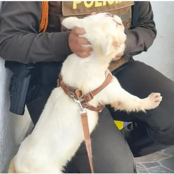 Dejaron amarrado y colgado del cuello a un perro en Yopal, porque estaba enfermo
