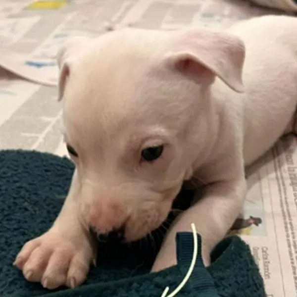 Perro Limón