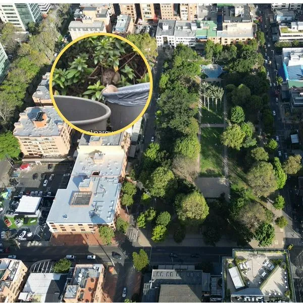 Ratas en Bogotá: mujer ve ratas en Parque de la 93 y dice que son ardillas