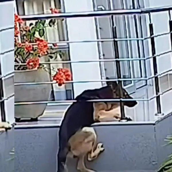 Pastor alemán estuvo a punto de caer de un balcón: hay video de cómo se salvó