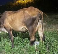 Ciudadanos denuncian vacas sueltas en calles y parques del noroccidente de Valledupar: ¿quién las controla?
