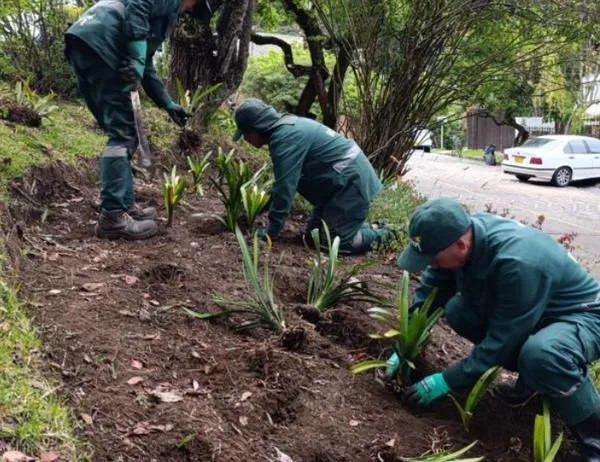 Los jardines en medialuna del Refugio Alto recobran su belleza 
