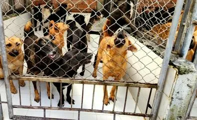 Video: Si quiere mascota, tiene 400 opciones para escoger en Manizales; sepa cómo adoptar en la UPA