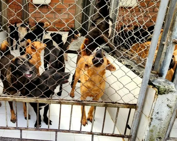 Video: Si quiere mascota, tiene 400 opciones para escoger en Manizales; sepa cómo adoptar en la UPA