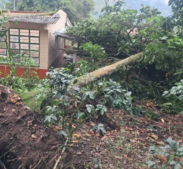 Cerca de 15 aves murieron por caída de árboles en occidente de Caldas