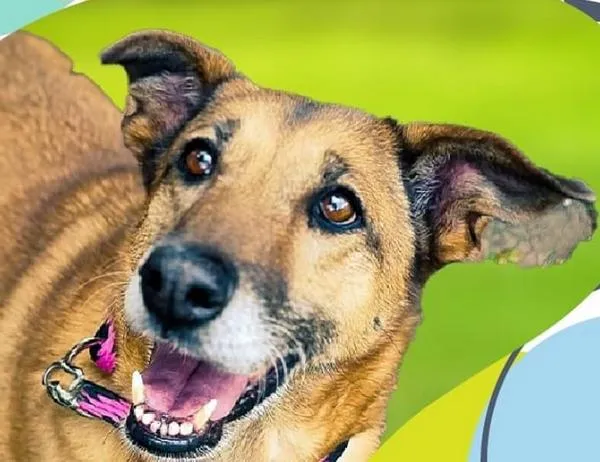 Asiste este 6 de septiembre a jornada de adopción de perros y gatos en Theatrón 