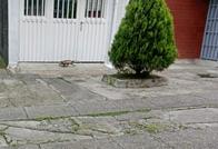 Preocupación en Dosquebradas: animales desorientados por remoción de tierra en zona de construcción