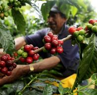 Así se mueve la millonaria economía del café en el departamento del Cesar