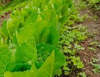 Del campo a la mesa: una empresa manizaleña vende $80 millones al año con productos gourmet, un negocio verde