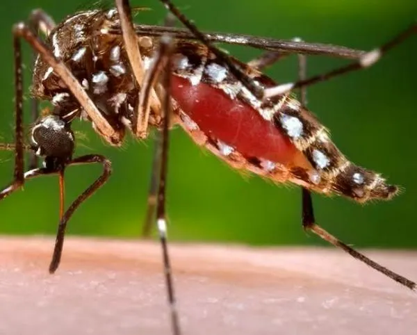 Levantan el estado de emergencia por casos de dengue en Caldas: se mantendrán acciones de prevención 