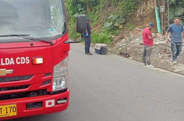 En vereda del occidente de Caldas denuncian que conductor de camioneta atropelló un perro y huyó